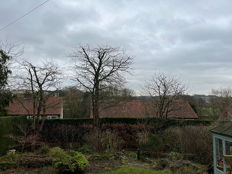 nick walker tree surgery